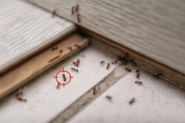 Best Emergency Pest Control  in Ridgebury, CT