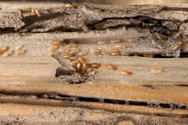 Best Ant Control Services  in Ridgebury, CT