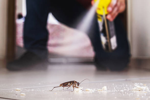 Best Affordable Pest Control Services  in Ridgebury, CT