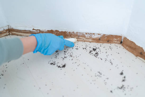 Best Best Pest Control Companies  in Ridgebury, CT
