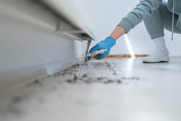 Best Rat Extermination Near Me  in Ridgebury, CT